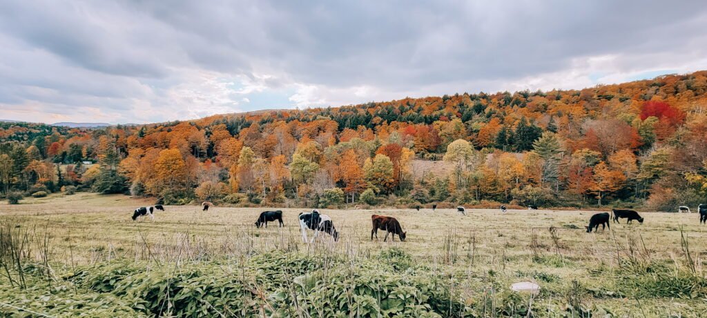 My 2025 Travel Year in Review | The journeys that shape how I plan for you