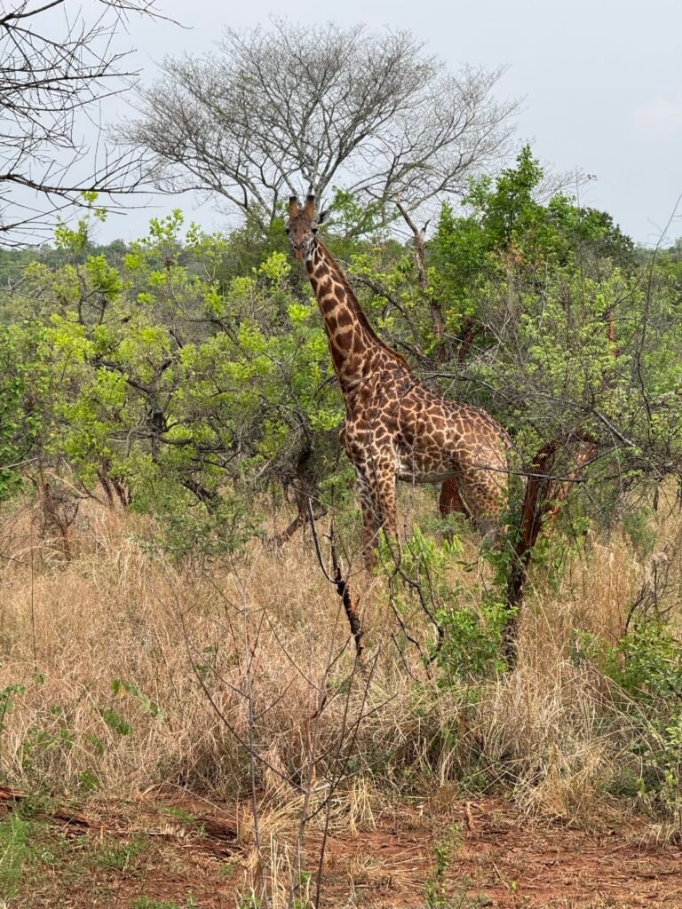 How to Book a Luxury Safari from Fargo, ND (And What It Actually Costs)