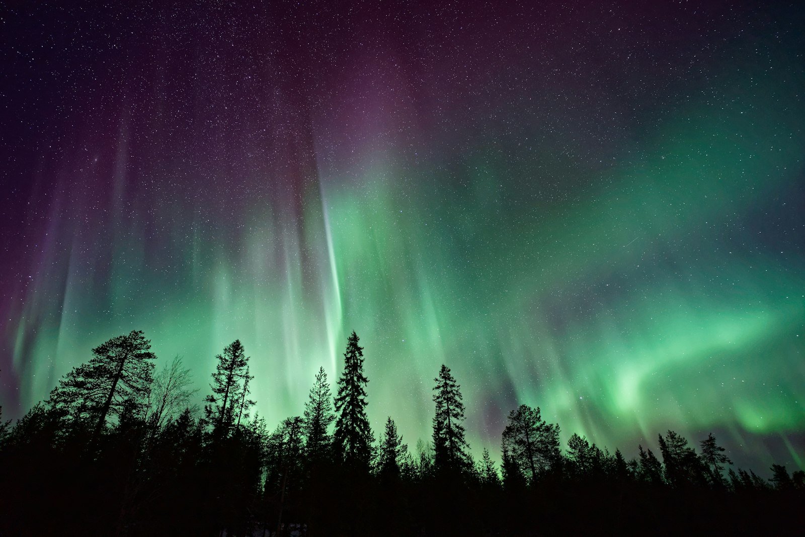 Silhouette of trees near Aurora Borealis at night