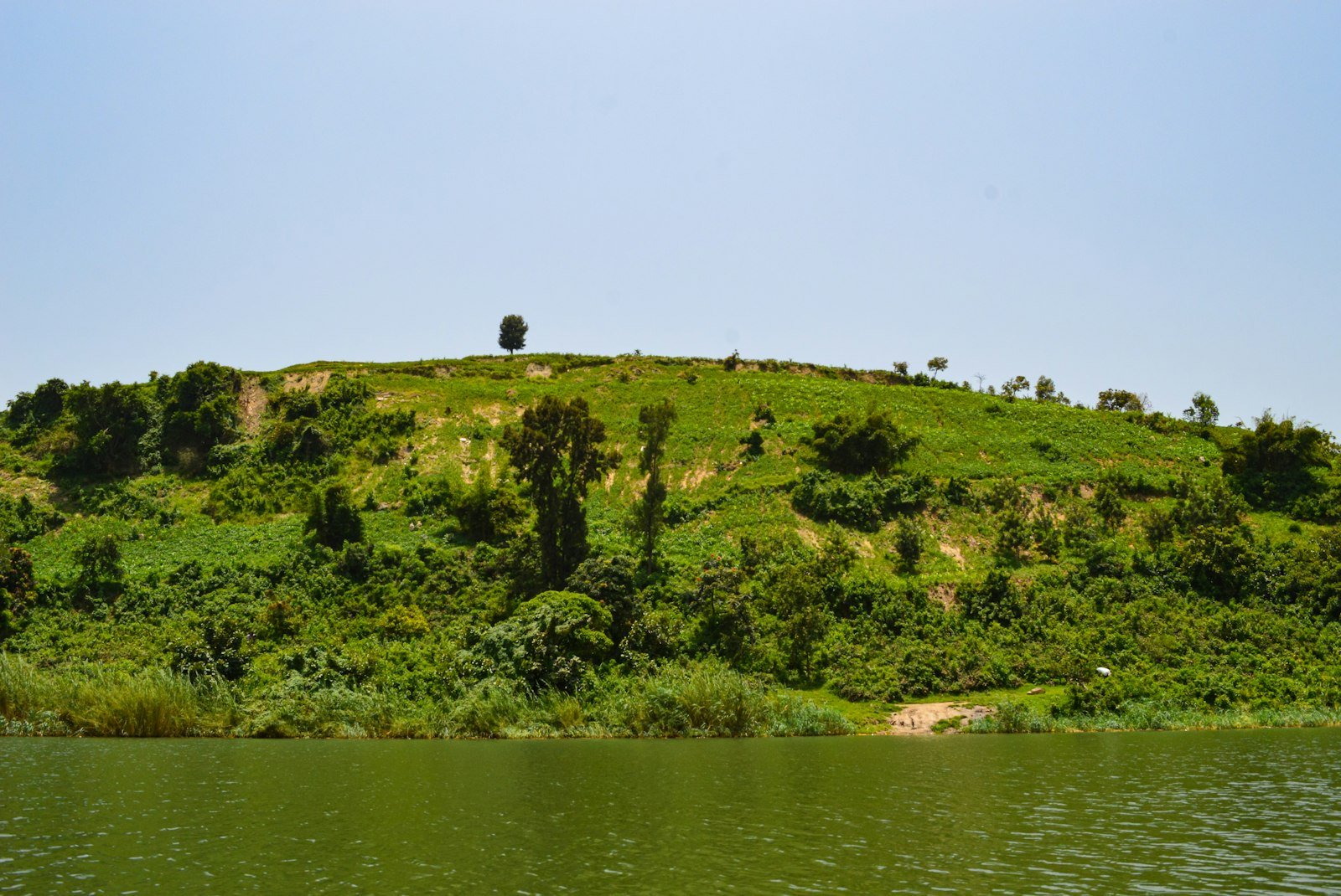 A hill with a tree on top of it, Gisenyi, Rwanda