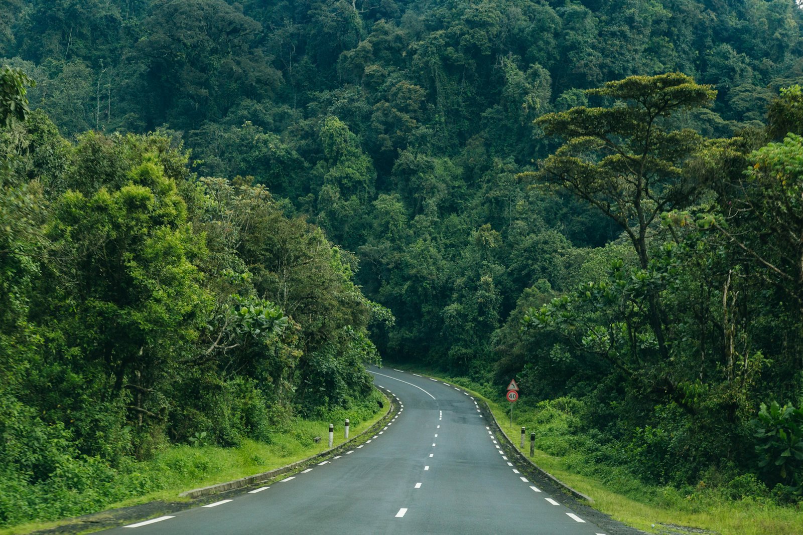 Road near forest, Nyungwe park, Nyungwe, Rwanda