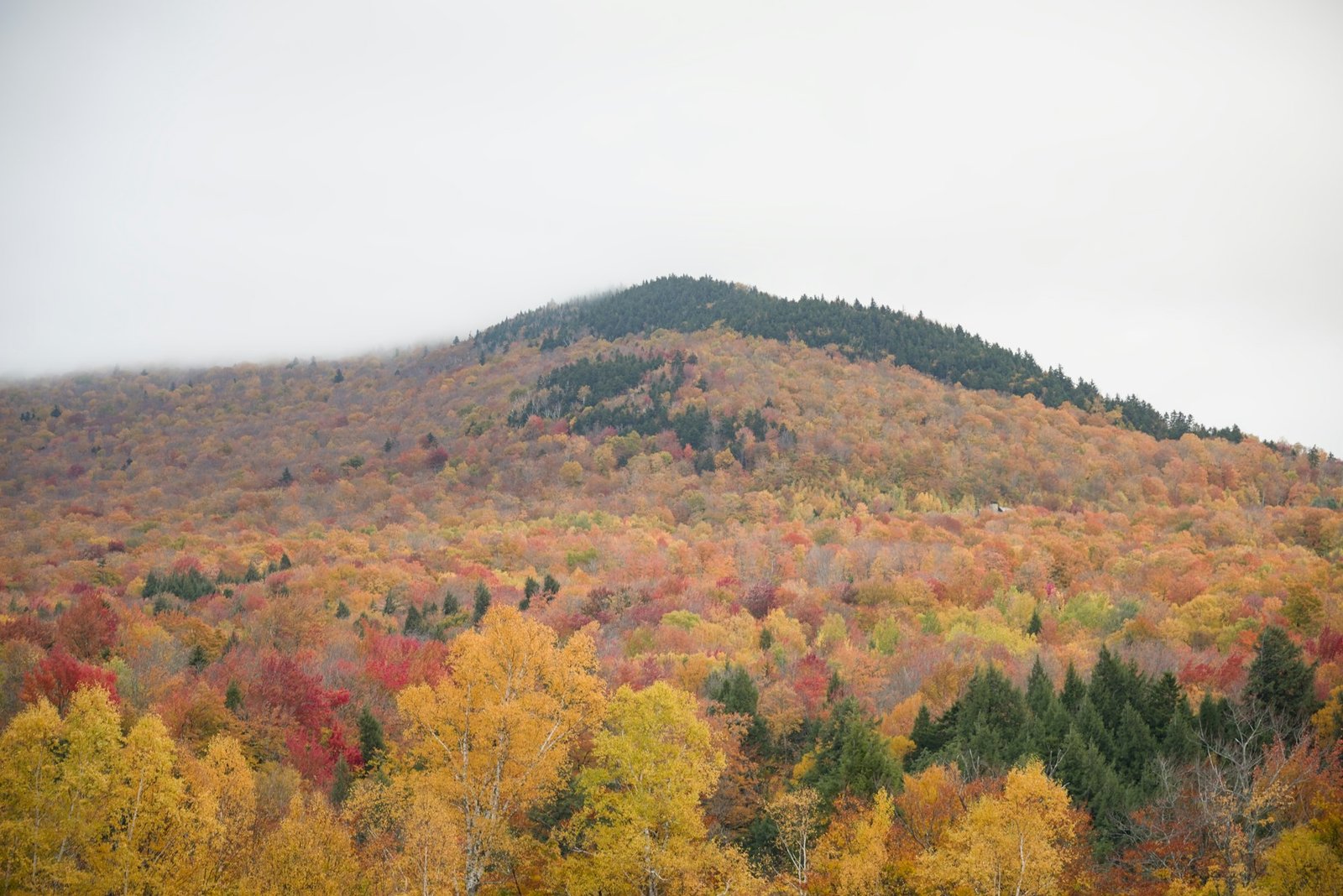 A mountain slope covered in vibrant autumn foliage under a misty overcast sky, Stowe, VT, USA